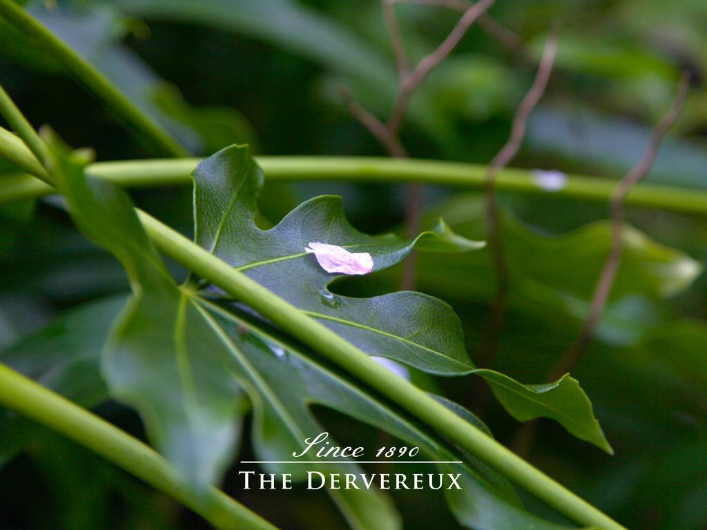 The Devereux Boutique Hotel Auckland Exteriör bild